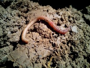Worm Composting